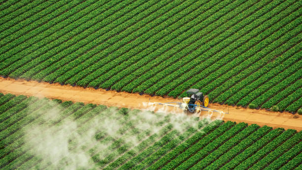 Best Ant Control Services  in Carrabelle, FL